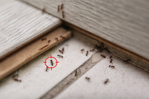 Best Local Pest Control Services  in Kernersville, NC